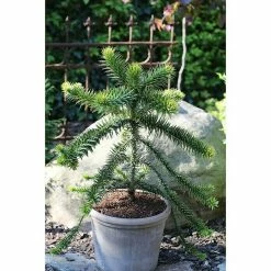 BAUHAUS Araukarie Araucaria Araucana, Null