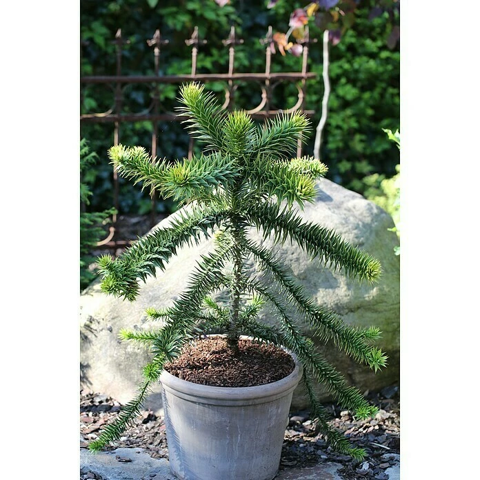 BAUHAUS Araukarie Araucaria Araucana, Null 3 BAUHAUS Araukarie Araucaria Araucana, Null