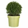 BAUHAUS Piardino Bergilex Ilex Crenata, Aktuelle Wuchshöhe: 25 Cm - 30 Cm 2 BAUHAUS Piardino Bergilex Ilex Crenata, Aktuelle Wuchshöhe: 25 Cm - 30 Cm -Gartenpflanzen Verkäufe 12 565