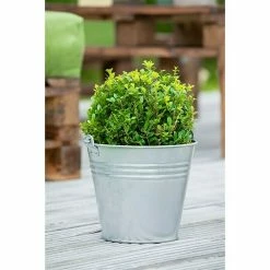 BAUHAUS Piardino Bergilex Ilex Crenata, Aktuelle Wuchshöhe: 25 Cm - 30 Cm -Gartenpflanzen Verkäufe 12 567