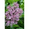 BAUHAUS Flieder Stämmchen Syringa Patula 'Miss Kim' -Gartenpflanzen Verkäufe 12 568