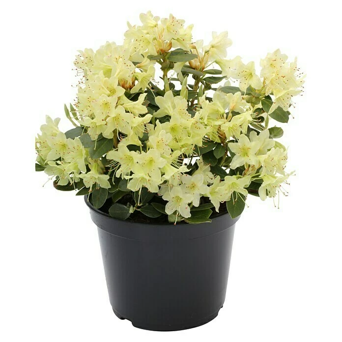 BAUHAUS Rhododendron Rhododendron Hanceanum 'Shamrock', Gelb 3 BAUHAUS Rhododendron Rhododendron Hanceanum 'Shamrock', Gelb