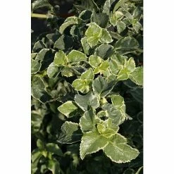 BAUHAUS Kletterhortensie Hydrangea Petiolaris 'Silver Lining'®, Topfvolumen: 6 L