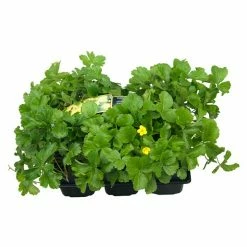 BAUHAUS Piardino Pflanzen-Mix Bodendecker, Topfgröße: 9 Cm -Gartenpflanzen Verkäufe 12 573