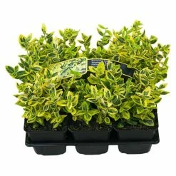 BAUHAUS Piardino Pflanzen-Mix Bodendecker, Topfgröße: 9 Cm -Gartenpflanzen Verkäufe 12 574