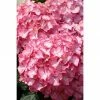 BAUHAUS Ballhortensie Hydrangea Arborescens 'Pink Annabelle'®, Rosa, Topfvolumen: 5 L -Gartenpflanzen Verkäufe 12 575