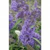 BAUHAUS Sommerflieder Buddleja Davidii 'Ellens Blue', Blauviolett -Gartenpflanzen Verkäufe 12 576
