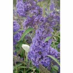 BAUHAUS Sommerflieder Buddleja Davidii 'Ellens Blue', Blauviolett