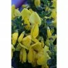 BAUHAUS Ginster Cytisus Scoparius 'Golden Sunlight', Topfvolumen: 4 L, Goldgelb -Gartenpflanzen Verkäufe 12 577