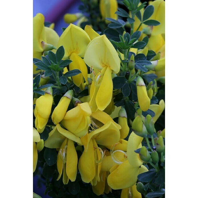 BAUHAUS Ginster Cytisus Scoparius 'Golden Sunlight', Topfvolumen: 4 L, Goldgelb 3 BAUHAUS Ginster Cytisus Scoparius 'Golden Sunlight', Topfvolumen: 4 L, Goldgelb