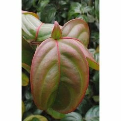 BAUHAUS Blumen-Hartriegel Cornus Kousa 'Blooming Merry Tetra', Topfvolumen: 10 L, Aktuelle Wuchshöhe: 100 Cm - 125 Cm, Weiß