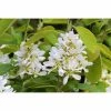 BAUHAUS Felsenbirne Amelanchier Alnifolia 'Greatberry® Aroma', Topfvolumen: 5 L, Aktuelle Wuchshöhe: 50 Cm - 70 Cm -Gartenpflanzen Verkäufe 12 579