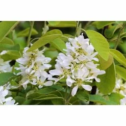 BAUHAUS Felsenbirne Amelanchier Alnifolia 'Greatberry® Aroma', Topfvolumen: 5 L, Aktuelle Wuchshöhe: 50 Cm - 70 Cm