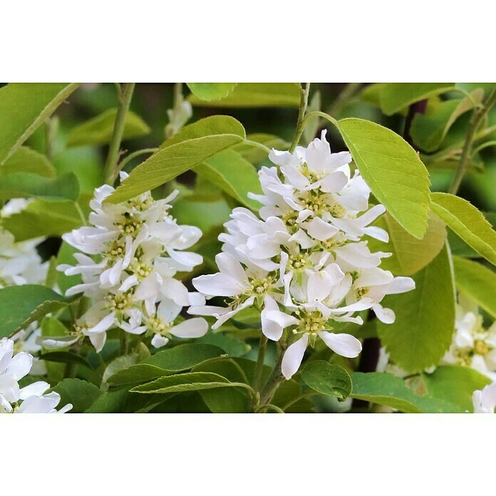 BAUHAUS Felsenbirne Amelanchier Alnifolia 'Greatberry® Aroma', Topfvolumen: 5 L, Aktuelle Wuchshöhe: 50 Cm - 70 Cm 3 BAUHAUS Felsenbirne Amelanchier Alnifolia 'Greatberry® Aroma', Topfvolumen: 5 L, Aktuelle Wuchshöhe: 50 Cm - 70 Cm