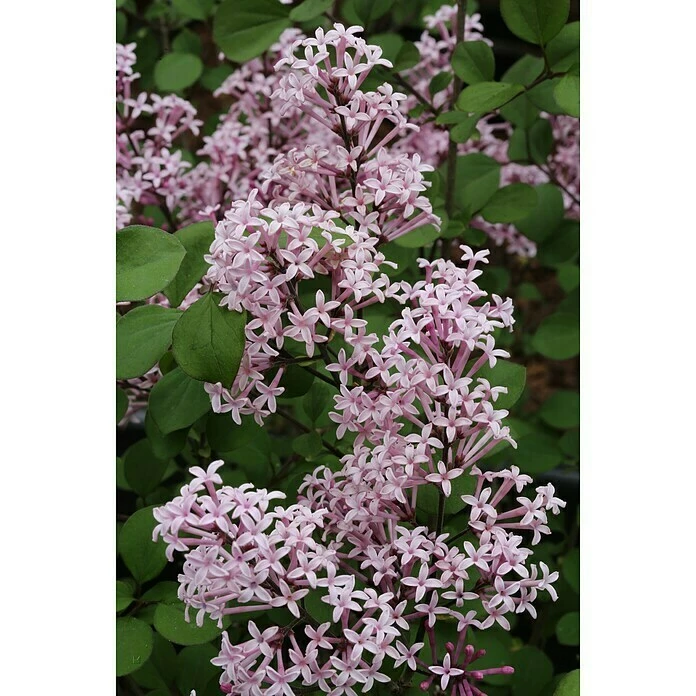 BAUHAUS Flieder Syringa Meyeri 'Red Pixie' 3 BAUHAUS Flieder Syringa Meyeri 'Red Pixie'