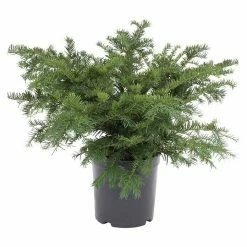 BAUHAUS Heimische Eibe Taxus Baccata 'Repandens', Aktuelle Wuchshöhe: 20 Cm - 30 Cm