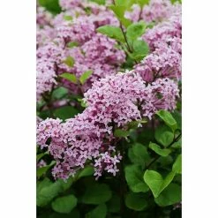 BAUHAUS Flieder Syringa Meyeri 'Palibin'