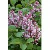 BAUHAUS Flieder Syringa Meyeri 'Tinkerbelle'® -Gartenpflanzen Verkäufe 12 583