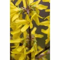 BAUHAUS Forsythie Forsythia Intermedia 'Lynwood', Gelb