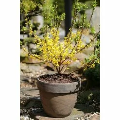 BAUHAUS Forsythie Forsythia Intermedia 'Mikador'®, Gelb