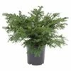 BAUHAUS Heimische Eibe Taxus Baccata 'Repandens', Aktuelle Wuchshöhe: 20 Cm - 30 Cm -Gartenpflanzen Verkäufe 12 586