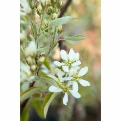 BAUHAUS Felsenbirne Amelanchier Alnifolia 'Greatberry® Farm', Topfvolumen: 5 L, Aktuelle Wuchshöhe: 50 Cm - 70 Cm