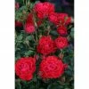 BAUHAUS Bodendeckerrose Rosa 'Limesglut'®, Topfvolumen: 4,6 L, Rot -Gartenpflanzen Verkäufe 12 588