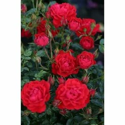 BAUHAUS Bodendeckerrose Rosa 'Limesglut'®, Topfvolumen: 4,6 L, Rot