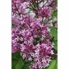 BAUHAUS Flieder Syringa Meyeri 'Bloomerang' -Gartenpflanzen Verkäufe 12 589