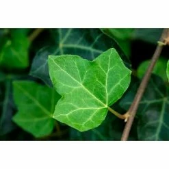 BAUHAUS Piardino Efeu Grünlaubig Hedera Helix, Grün/Gelb -Gartenpflanzen Verkäufe 12 59