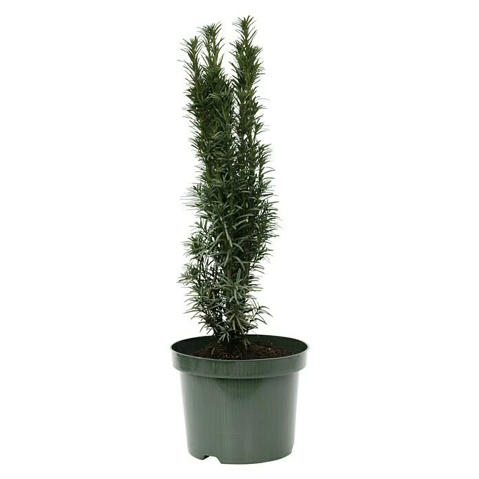 BAUHAUS Heimische Eibe Taxus Baccata 'Fastigiata Robusta', Aktuelle Wuchshöhe: 40 Cm - 60 Cm 3 BAUHAUS Heimische Eibe Taxus Baccata 'Fastigiata Robusta', Aktuelle Wuchshöhe: 40 Cm - 60 Cm