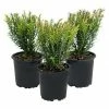 BAUHAUS Heimische Eibe 3er Set Taxus Baccata 'Renke's Kleiner Grüner'®, Aktuelle Wuchshöhe: 15 Cm - 20 Cm -Gartenpflanzen Verkäufe 12 591