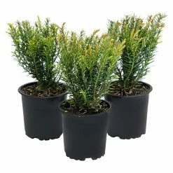 BAUHAUS Heimische Eibe 3er Set Taxus Baccata 'Renke's Kleiner Grüner'®, Aktuelle Wuchshöhe: 15 Cm - 20 Cm
