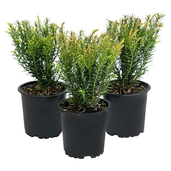 BAUHAUS Heimische Eibe 3er Set Taxus Baccata 'Renke's Kleiner Grüner'®, Aktuelle Wuchshöhe: 15 Cm - 20 Cm 3 BAUHAUS Heimische Eibe 3er Set Taxus Baccata 'Renke's Kleiner Grüner'®, Aktuelle Wuchshöhe: 15 Cm - 20 Cm