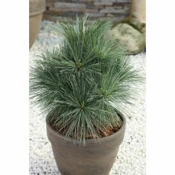 BAUHAUS Strobe Pinus Strobus 'Secrest', Aktuelle Wuchshöhe: 15 Cm - 20 Cm