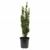 BAUHAUS Heimische Eibe Taxus Baccata 'David', Aktuelle Wuchshöhe: 20 Cm - 30 Cm -Gartenpflanzen Verkäufe 12 593