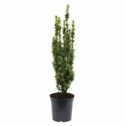 BAUHAUS Heimische Eibe Taxus Baccata 'David', Aktuelle Wuchshöhe: 20 Cm - 30 Cm