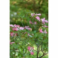 BAUHAUS Blumen-Hartriegel Cornus Kousa 'Satomi', Topfvolumen: 7 L, Aktuelle Wuchshöhe: 60 Cm - 80 Cm, Rosa