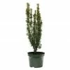 BAUHAUS Heimische Eibe Taxus Baccata 'David', Aktuelle Wuchshöhe: 30 Cm - 50 Cm -Gartenpflanzen Verkäufe 12 597