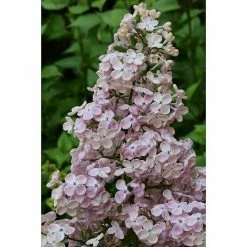 BAUHAUS Flieder Syringa Hyacinthiflora 'Rosenrot'