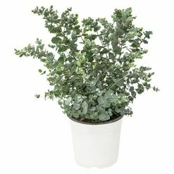 BAUHAUS Eukalyptus Eucalyptus Gunnii