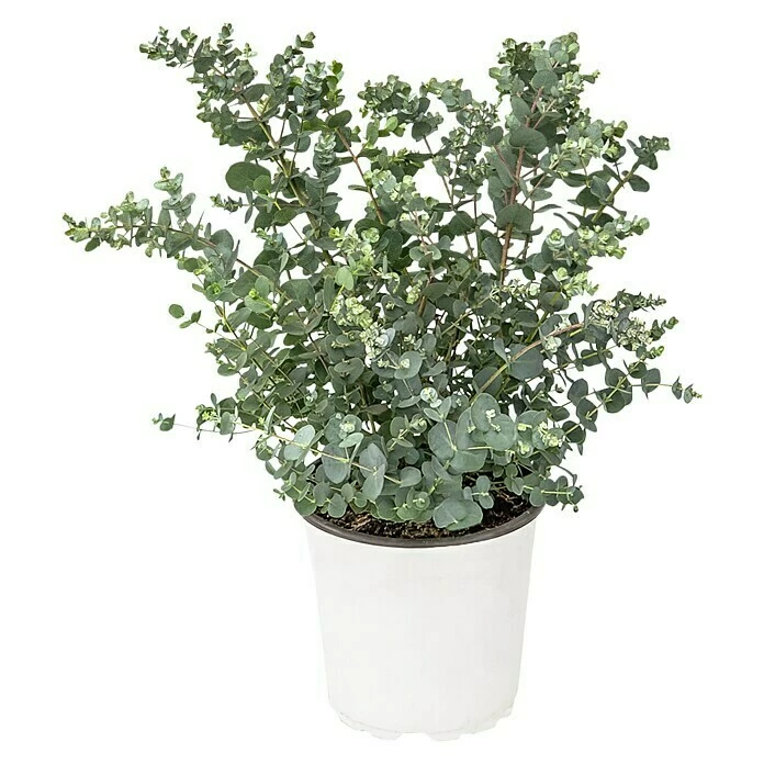 BAUHAUS Eukalyptus Eucalyptus Gunnii 3 BAUHAUS Eukalyptus Eucalyptus Gunnii