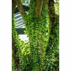 BAUHAUS Piardino Efeu Grünlaubig Hedera Helix, Grün/Gelb -Gartenpflanzen Verkäufe 12 60