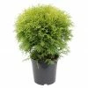 BAUHAUS Lebensbaum Thuja Occidentalis 'Danica', Aktuelle Wuchshöhe: 20 Cm - 30 Cm -Gartenpflanzen Verkäufe 12 600