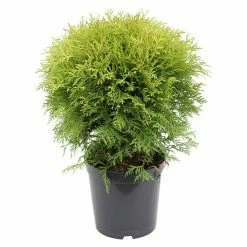 BAUHAUS Lebensbaum Thuja Occidentalis 'Danica', Aktuelle Wuchshöhe: 20 Cm - 30 Cm