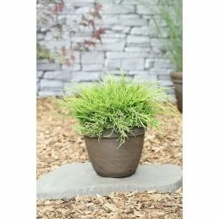 BAUHAUS Wacholder Juniperus Chinensis 'Golden Saucer', Topfvolumen: 4,6 L, Aktuelle Wuchshöhe: 50 Cm - 70 Cm