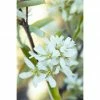 BAUHAUS Felsenbirne Amelanchier Alnifolia 'Greatberry® Fruity', Topfvolumen: 5 L, Aktuelle Wuchshöhe: 50 Cm - 70 Cm -Gartenpflanzen Verkäufe 12 602