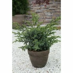 BAUHAUS Wacholder Juniperus Chinensis 'Blue Alps', Topfvolumen: 4,6 L, Aktuelle Wuchshöhe: 30 Cm - 50 Cm