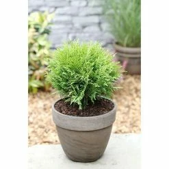 BAUHAUS Lebensbaum Thuja Occidentalis 'Danica', Aktuelle Wuchshöhe: 20 Cm - 30 Cm