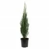 BAUHAUS Wacholder Juniperus Scopulorum 'Blue Arrow', Topfvolumen: 2,3 L, Aktuelle Wuchshöhe: 20 Cm - 30 Cm